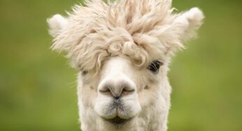 L’Alpaca è il tuo prossimo migliore amico e ancora non lo sai: quel che c’è da sapere sull’animale più dolce di sempre