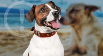 I nostri cani corrono molti rischi se li portiamo al mare: ecco a cosa fare particolare attenzione