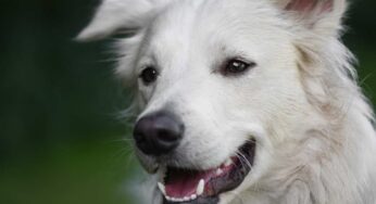 Il tuo cane abbaia sempre e non riesci a farlo smettere? Tutti i consigli della dog sitter