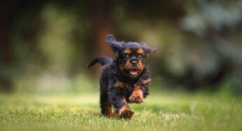 5 consigli utili se stai pensando di portare il tuo cane in vacanza con te
