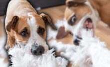 Il tuo cane distrugge qualunque cosa?