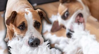 Il tuo cane distrugge qualunque cosa? Ecco perché lo fa e come evitare che succeda nuovamente