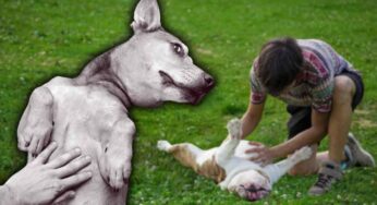 Anche il tuo cane dorme a pancia in su? Ecco perché succede e quando devi preoccuparti