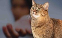 Gatto prende la mano del padrone