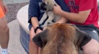 Arriva un nuovo cucciolo in casa, ma la reazione dell’altro cane è incredibile: le immagini fanno il giro del web – VIDEO