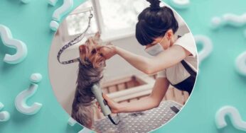 È giusto tagliare il pelo al cane in estate? La risposta può sconvolgere molti proprietari
