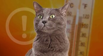 I gatti stanno male con il caldo più di quanto immagini: la veterinaria mi ha consigliato questi rimedi per dargli sollievo