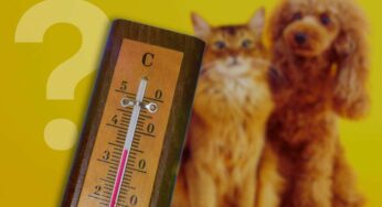 Gli animali sentono il caldo? Tutti i consigli per aiutarli ad affrontare le alte temperature