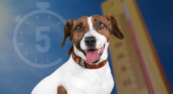 Allarme caldo in Italia, cosa bisogna fare se si ha un cane: la regola dei cinque secondi per evitare dei danni