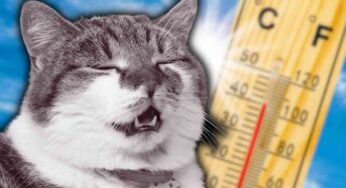 Anche i gatti soffrono il caldo: tutti i sintomi che indicano un colpo di calore