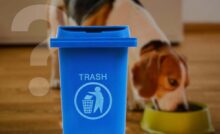 come smaltire correttamente bustine cibo cani e gatti