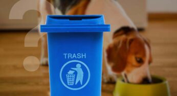 Cibo per cani e gatti, sai come smaltire correttamente le bustine? È più semplice di quanto credi