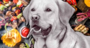Se ami (davvero) il tuo cane, smetti subito di dargli questi cibi: la sua salute è a rischio