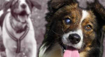 Cane cieco, come prendersene cura per fargli vivere una vita migliore possibile