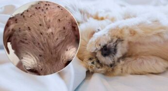 Era malnutrita e ricoperta di pulci, dopo un anno questa cagnolina è diventata bellissima – VIDEO