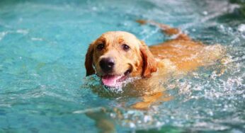 Dog massage in acqua, cos’è e perché è il massimo per il tuo cane: i benefici sono immensi