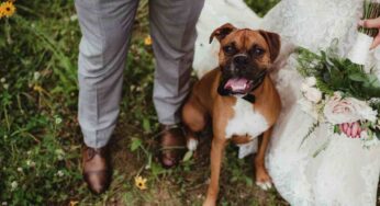Il tuo cane può essere il testimone del tuo matrimonio: cosa dovrà fare e come avviare la pratica