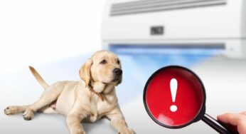 Aria condizionata, il rischio che viene spesso sottovalutato per i cani: ecco il ‘dettaglio’ a cui devi fare attenzione