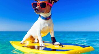 Mai più a casa, tutti i consigli per portare gli animali in vacanza: cosi viaggerai felice