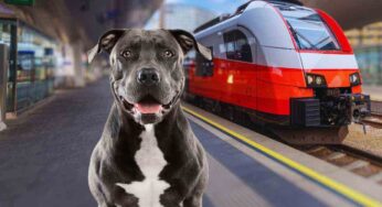 American Pitbull sale sul treno diretto a Bologna: l’avventura del cane è finita bene grazie ad una donna