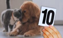 le 10 regole per la convivenza pacifica di cane e gatto