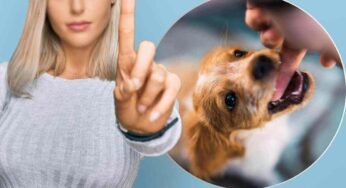 Insegna al tuo cucciolo a non mordere: bastano 6 lezioni