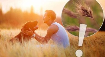 Forasacco, un grandissimo pericolo per i cani: ecco cosa fare e cosa non in sua presenza