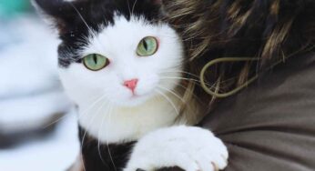 La storia di Tiggy ha commosso il mondo: sfrattata dopo la morte della padrona, ecco cosa fa