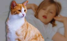 gatto bambina video