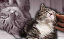 gatto che non fa le fusa