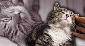 Il tuo gatto ha smesso di fare le fusa? Ecco perché è successo e quando bisogna preoccuparsi
