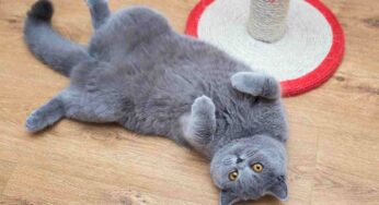 Gatto stitico, intervenire subito è fondamentale: con questi alimenti risolvi il problema