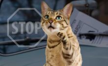 gatto scappato di casa