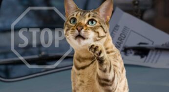 Gatto smarrito: ecco i metodi efficaci per ritrovarlo ed evitare che capiti nuovamente