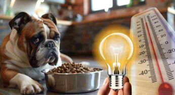 Questo caldo torrido potrebbe indurre i cani a non mangiare: ecco con cosa nutrirli per farli stare meglio