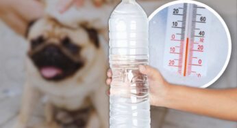 Quali sono le parti del corpo del tuo cane da bagnare quando fa caldo: tutti commettono un errore