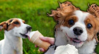 Rinfresca il tuo cane con un bel gelato: 5 ricette adatte a lui