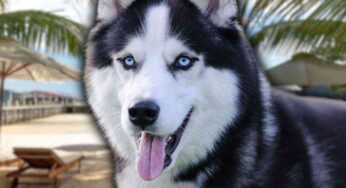Siberian husky, i migliori consigli per aiutarlo a sopportare il caldo in estate