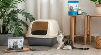 Come eliminare il cattivo odore dalla lettiera del tuo gatto