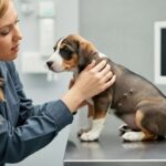 Segnali da non ignorare: tutto sul tumore della pelle nei cani e il ruolo del papilloma virus