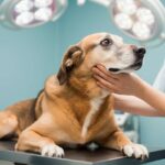 Segnali d'allerta per la salute del tuo cane: tutto sui tumori della pelle e come affrontarli